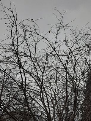 A few leaves in the bare branches of a winter tree against a gray winter sky